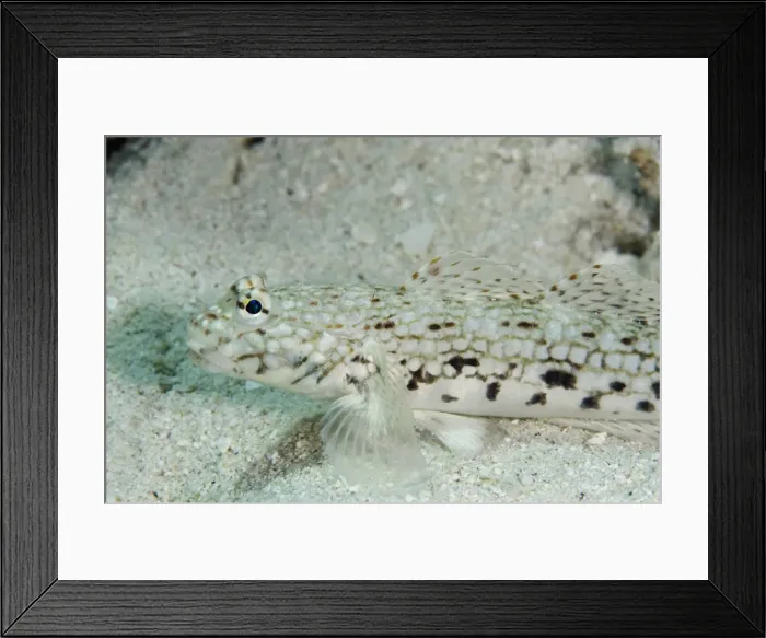 Framed Print : Picture No. 11091877 Framed Print : Picture No. 11091877