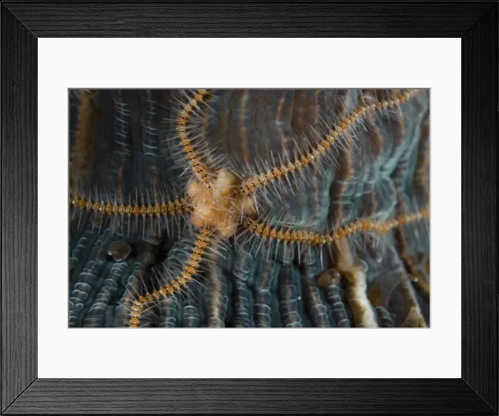 Framed Print : Picture No. 11091874 Framed Print : Picture No. 11091874