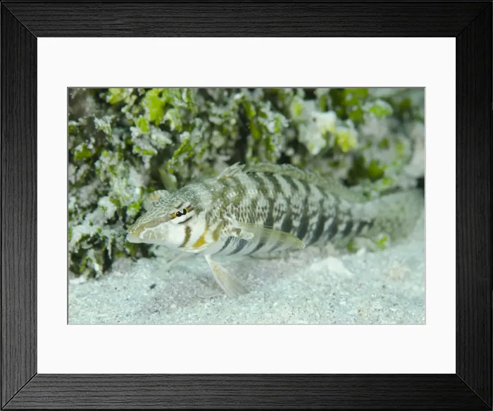 Framed Print : Picture No. 11091878 Framed Print : Picture No. 11091878