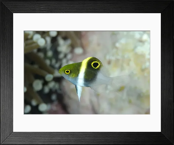 Framed Print : Picture No. 11091880 Framed Print : Picture No. 11091880