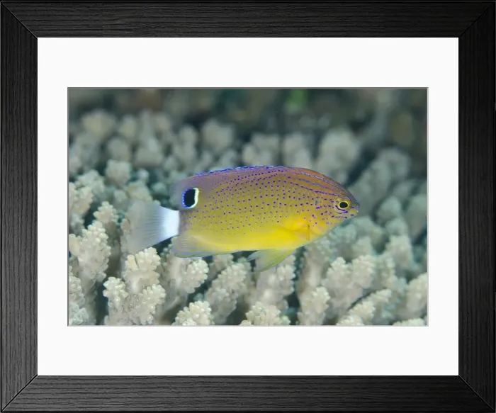 Framed Print : Picture No. 11091885 Framed Print : Picture No. 11091885