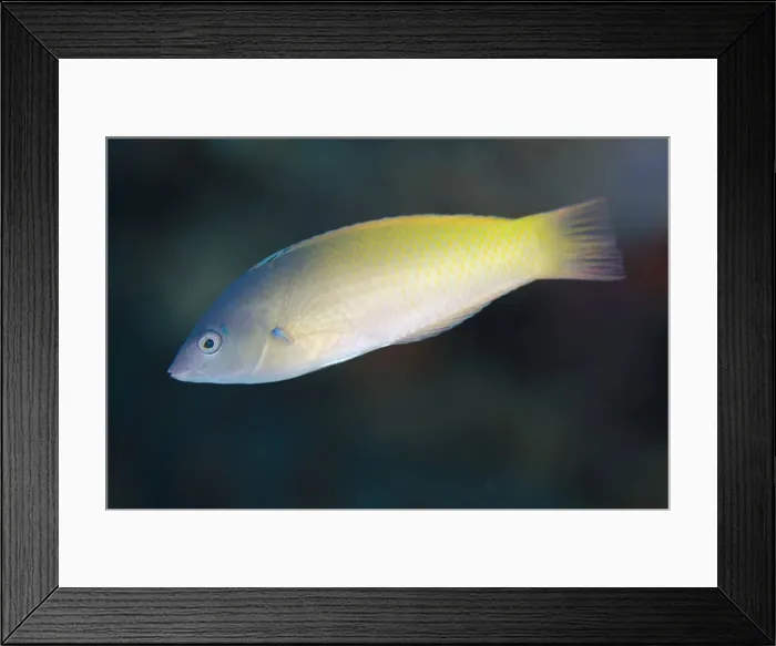Framed Print : Picture No. 11091886 Framed Print : Picture No. 11091886