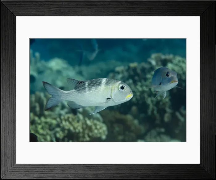 Framed Print : Picture No. 11091888 Framed Print : Picture No. 11091888