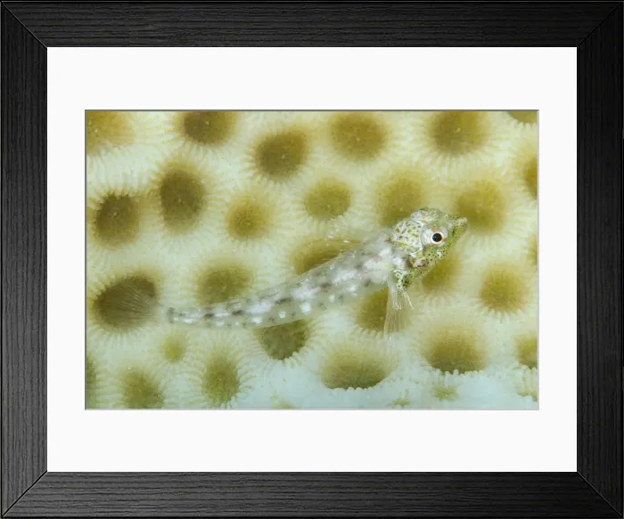 Framed Print : Picture No. 11091890 Framed Print : Picture No. 11091890