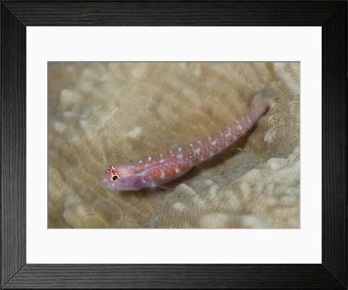 Framed Print : Picture No. 11091889 Framed Print : Picture No. 11091889