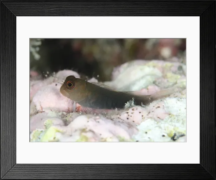 Framed Print : Picture No. 11091891 Framed Print : Picture No. 11091891
