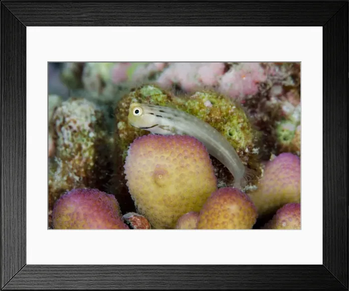 Framed Print : Picture No. 11091892 Framed Print : Picture No. 11091892
