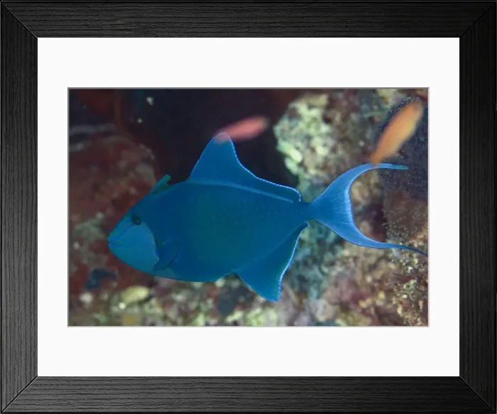 Framed Print : Picture No. 11091896 Framed Print : Picture No. 11091896