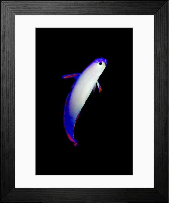 Framed Print : Picture No. 11091897 Framed Print : Picture No. 11091897