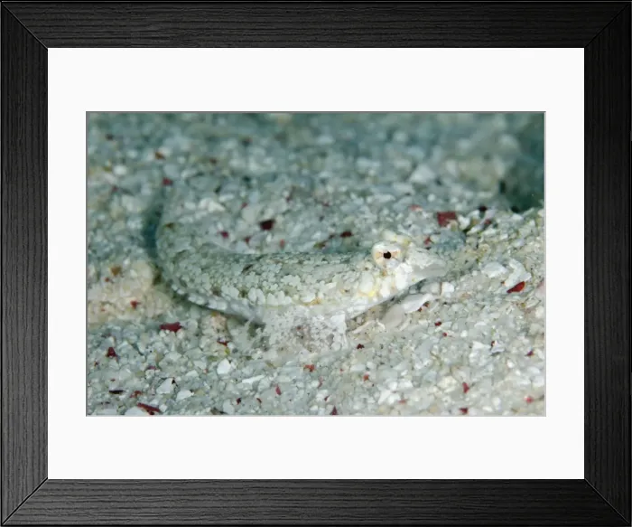 Framed Print : Picture No. 11091895 Framed Print : Picture No. 11091895
