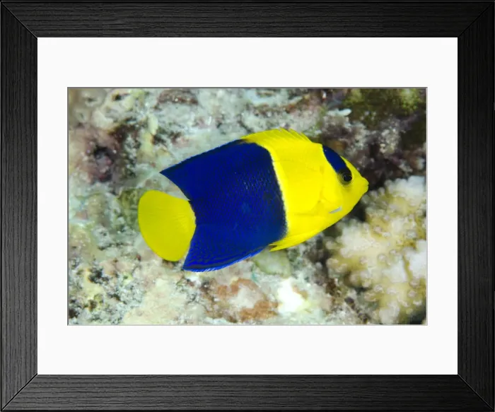 Framed Print : Picture No. 11091899 Framed Print : Picture No. 11091899