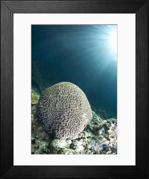 Framed Print : Picture No. 11091900 Framed Print : Picture No. 11091900