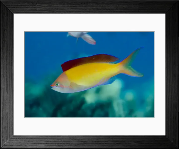 Framed Print : Picture No. 11091902 Framed Print : Picture No. 11091902