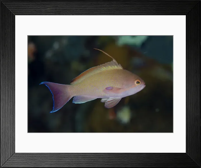 Framed Print : Picture No. 11091903 Framed Print : Picture No. 11091903