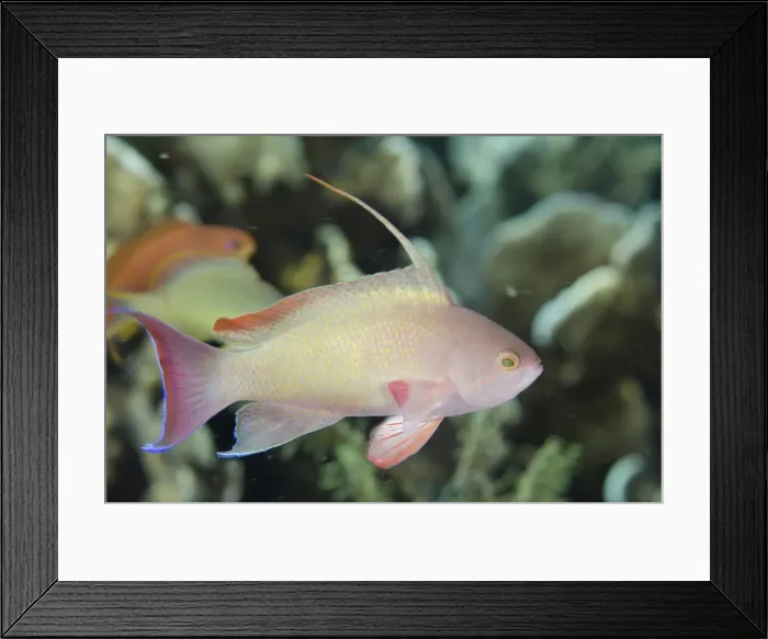 Framed Print : Picture No. 11091901 Framed Print : Picture No. 11091901