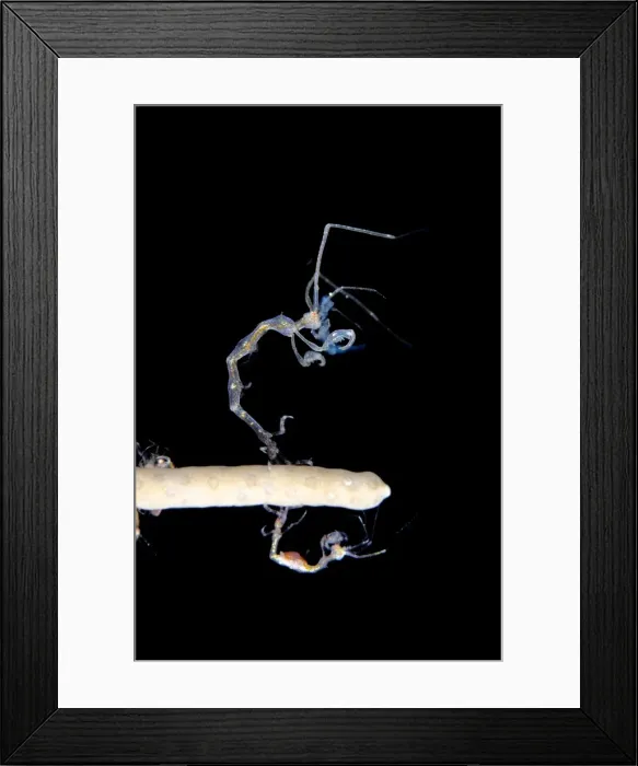 Framed Print : Picture No. 11091905 Framed Print : Picture No. 11091905