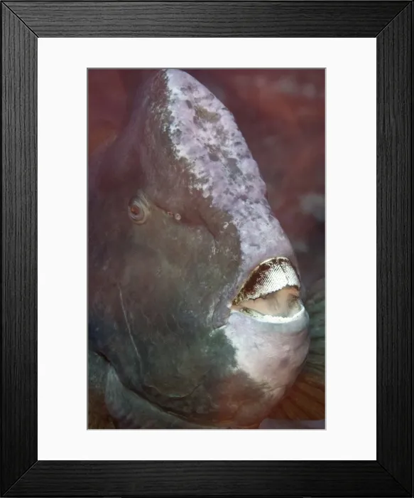 Framed Print : Picture No. 11091904 Framed Print : Picture No. 11091904