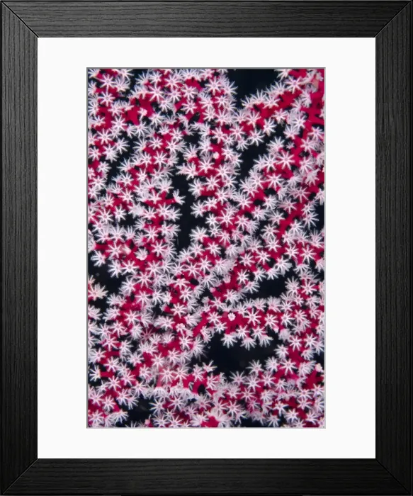 Framed Print : Picture No. 11091906 Framed Print : Picture No. 11091906