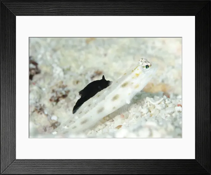 Framed Print : Picture No. 11091908 Framed Print : Picture No. 11091908