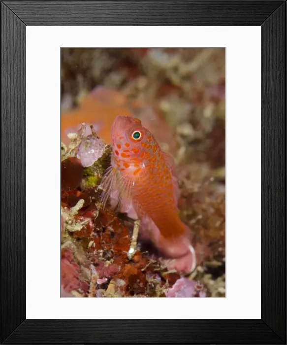 Framed Print : Picture No. 11091910