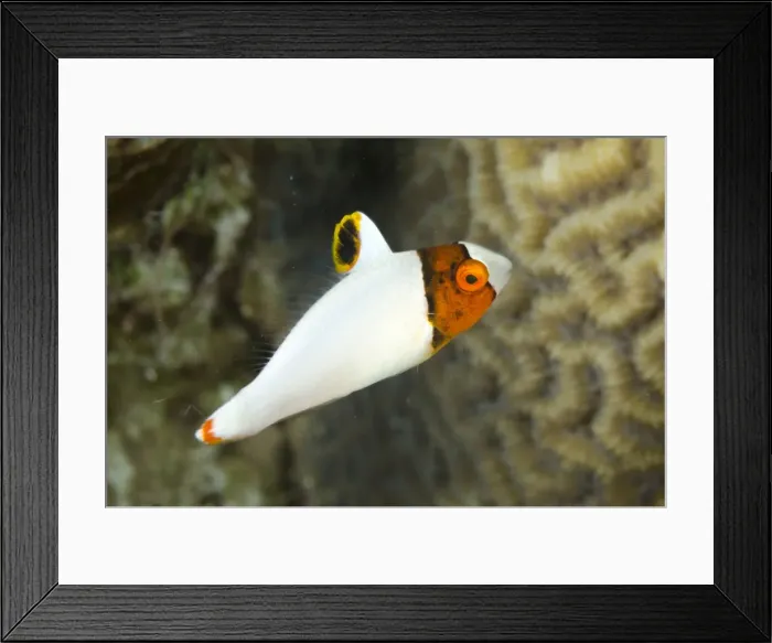 Framed Print : Picture No. 11091911 Framed Print : Picture No. 11091911