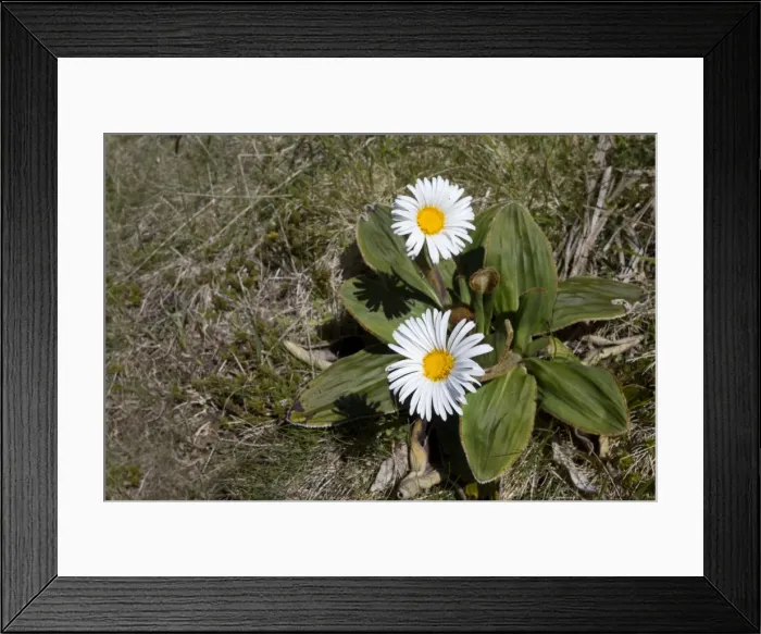 Framed Print : Picture No. 11091930 Framed Print : Picture No. 11091930