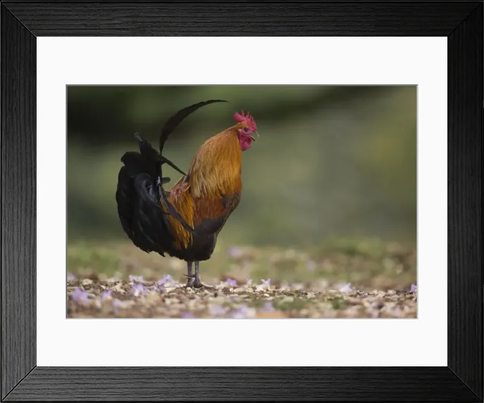 Framed Print : Picture No. 11091931 Framed Print : Picture No. 11091931
