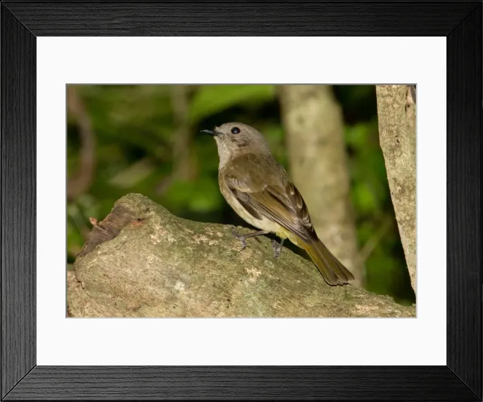 Framed Print : Picture No. 11091932 Framed Print : Picture No. 11091932
