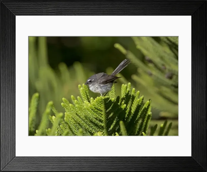 Framed Print : Picture No. 11091933 Framed Print : Picture No. 11091933