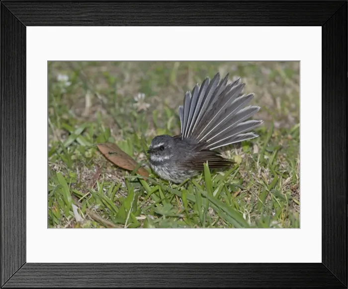 Framed Print : Picture No. 11091934 Framed Print : Picture No. 11091934