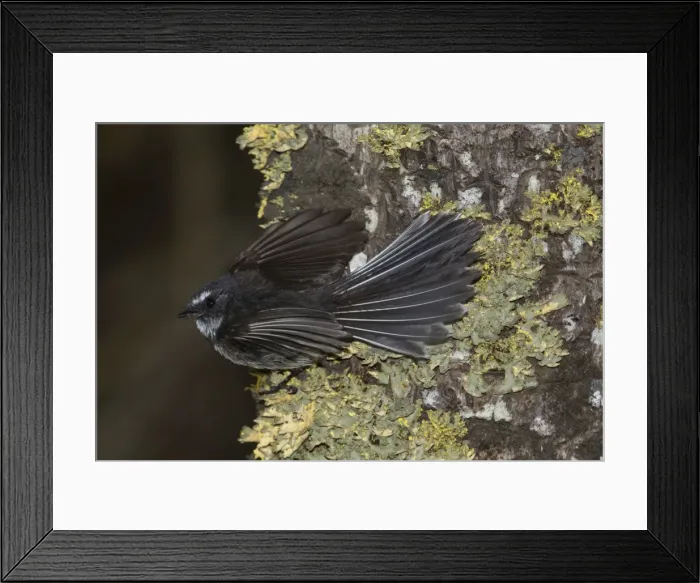 Framed Print : Picture No. 11091935 Framed Print : Picture No. 11091935