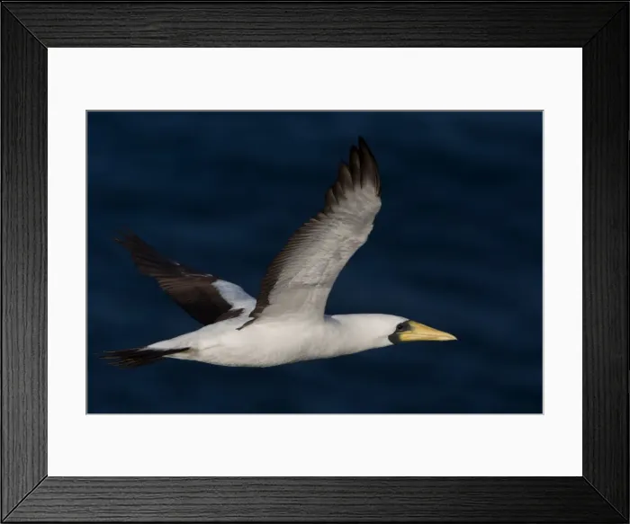 Framed Print : Picture No. 11091936 Framed Print : Picture No. 11091936