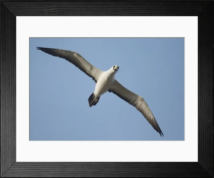 Framed Print : Picture No. 11091937 Framed Print : Picture No. 11091937