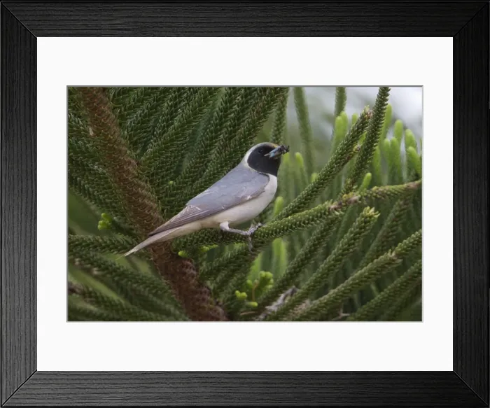 Framed Print : Picture No. 11091938 Framed Print : Picture No. 11091938