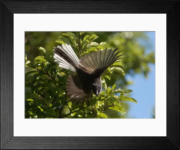 Framed Print : Picture No. 11091939 Framed Print : Picture No. 11091939