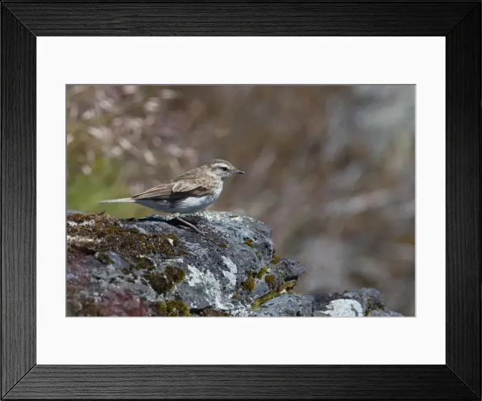 Framed Print : Picture No. 11091940 Framed Print : Picture No. 11091940