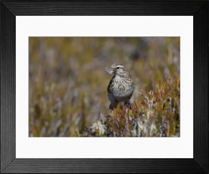 Framed Print : Picture No. 11091941 Framed Print : Picture No. 11091941