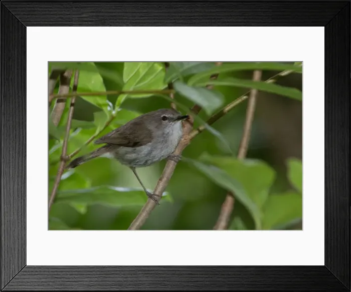 Framed Print : Picture No. 11091942 Framed Print : Picture No. 11091942