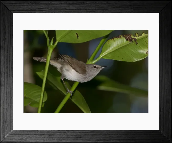 Framed Print : Picture No. 11091943 Framed Print : Picture No. 11091943