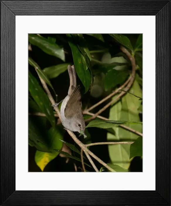 Framed Print : Picture No. 11091944 Framed Print : Picture No. 11091944