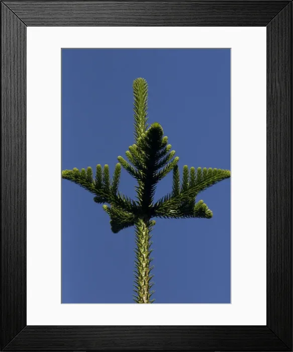 Framed Print : Picture No. 11091945 Framed Print : Picture No. 11091945