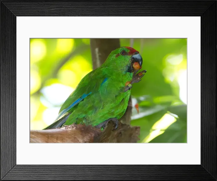 Framed Print : Picture No. 11091946 Framed Print : Picture No. 11091946