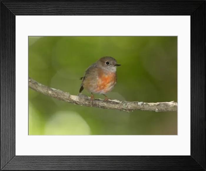 Framed Print : Picture No. 11091947 Framed Print : Picture No. 11091947