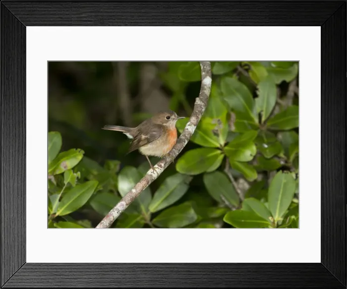 Framed Print : Picture No. 11091948 Framed Print : Picture No. 11091948