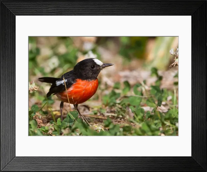 Framed Print : Picture No. 11091949 Framed Print : Picture No. 11091949