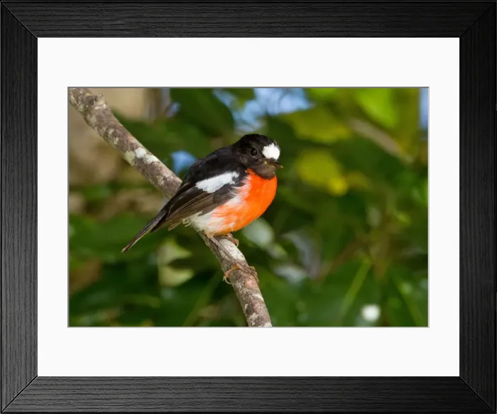 Framed Print : Picture No. 11091950 Framed Print : Picture No. 11091950