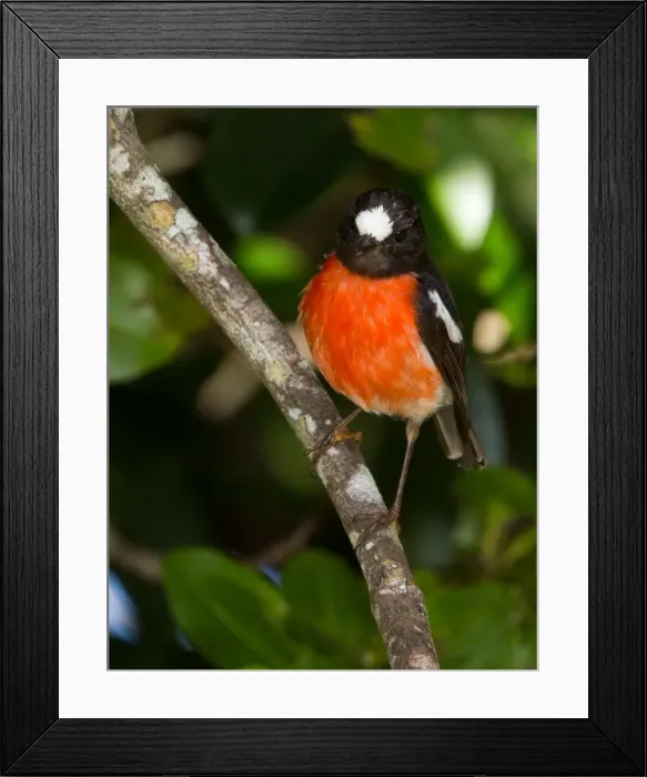 Framed Print : Picture No. 11091951 Framed Print : Picture No. 11091951