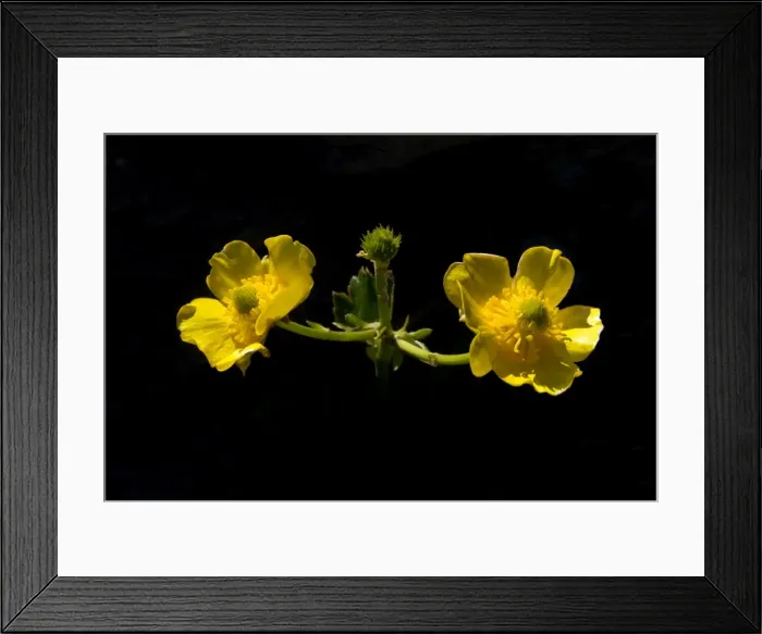 Framed Print : Picture No. 11091952 Framed Print : Picture No. 11091952