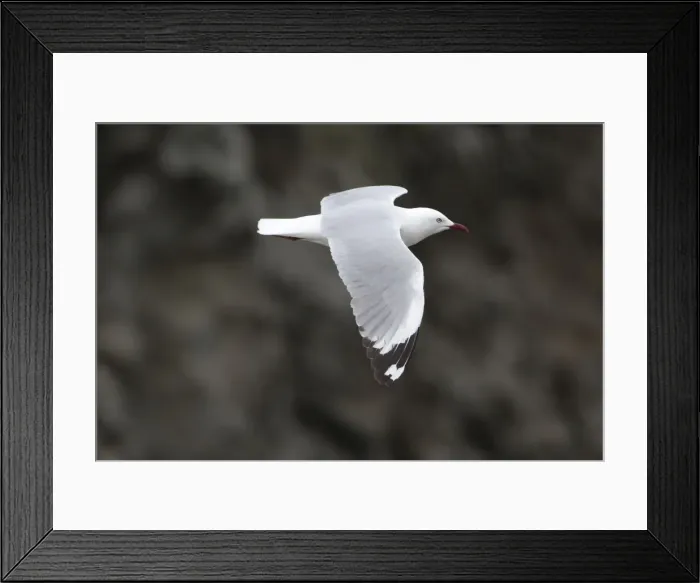 Framed Print : Picture No. 11091953 Framed Print : Picture No. 11091953
