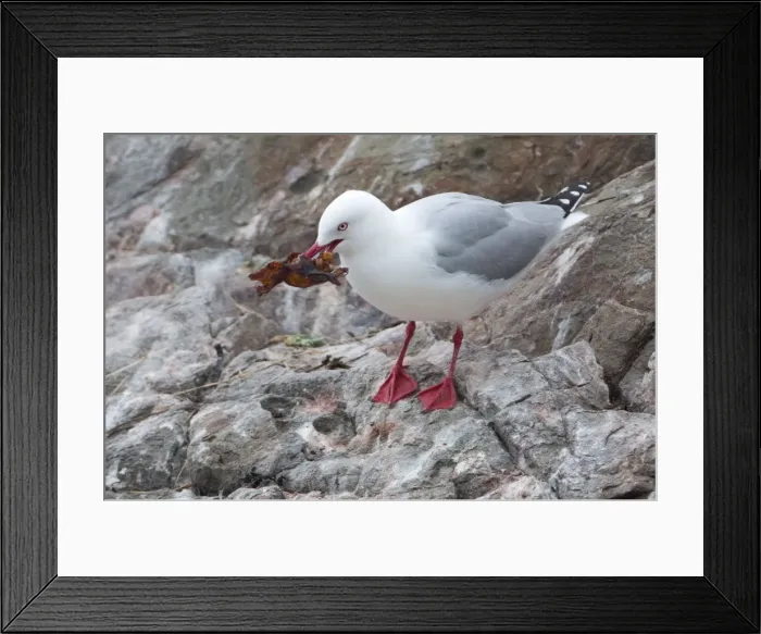 Framed Print : Picture No. 11091954